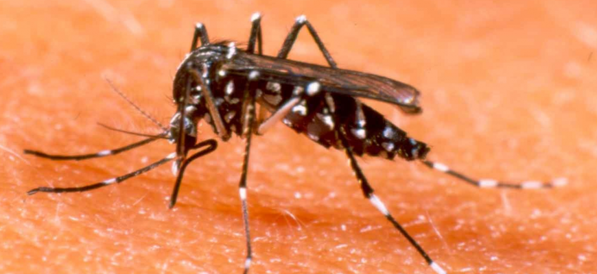 Zika, Chicungunya e Dengue.